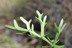 Daucus