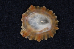 Patella vulgata