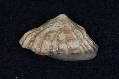 Patella vulgata