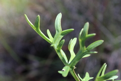 Daucus
