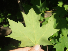 Vasates aceriscrumena