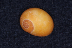 Littorina obtusata