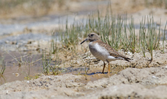 Phegornis mitchellii