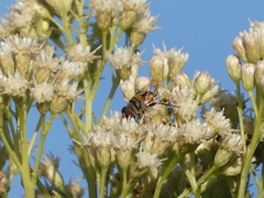 Helophilus latifrons