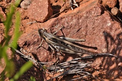Austracris guttulosa