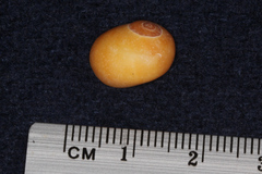 Littorina obtusata