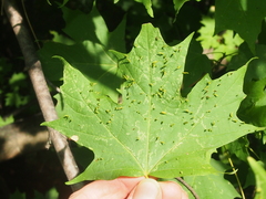 Vasates aceriscrumena