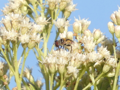 Helophilus latifrons