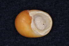 Littorina obtusata
