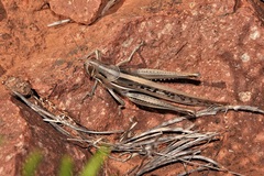 Austracris guttulosa