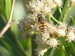 Helophilus latifrons