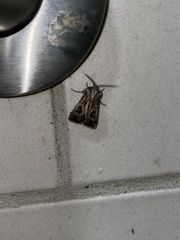 Agrotis gladiaria