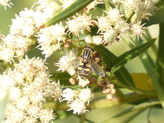Helophilus latifrons