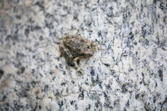 Pseudacris cadaverina