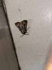 Agrotis gladiaria