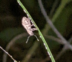 Pantomorus cervinus