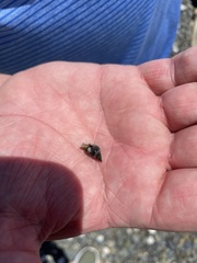 Littorininae