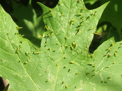 Vasates aceriscrumena