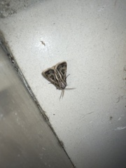 Agrotis gladiaria