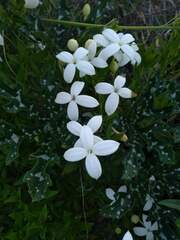 Bouvardia longiflora