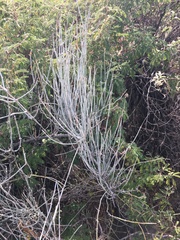Ephedra aspera