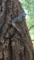 Lampropeltis calligaster
