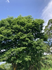 Celtis tetrandra