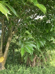 Celtis tetrandra