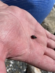 Littorininae