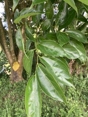 Celtis tetrandra