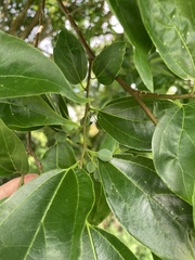 Celtis tetrandra