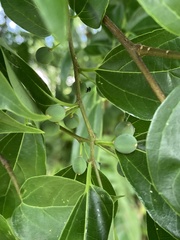 Celtis tetrandra