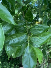 Celtis tetrandra