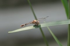 Gomphidae