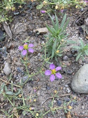 Fagonia chilensis