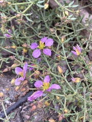 Fagonia chilensis