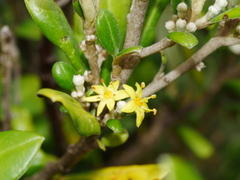 Corokia macrocarpa