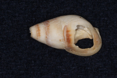 Tritia reticulata