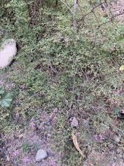 Fagonia chilensis