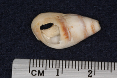 Tritia reticulata