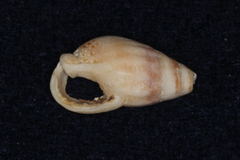 Tritia reticulata