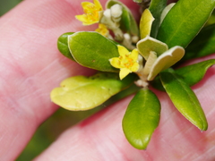 Corokia macrocarpa