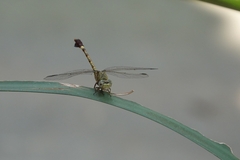 Paragomphus genei