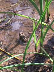Lithobates yavapaiensis