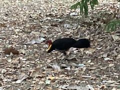 Alectura lathami lathami