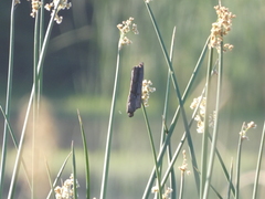 Schoenoplectus californicus