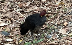 Alectura lathami lathami