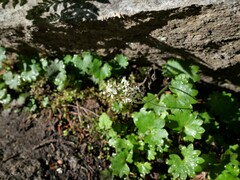 Micranthes nelsoniana