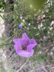 Malvaceae