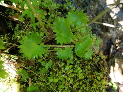 Micranthes nelsoniana